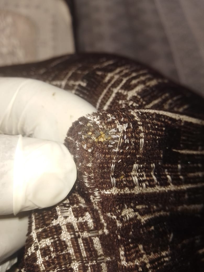 Bed Bug Eggs